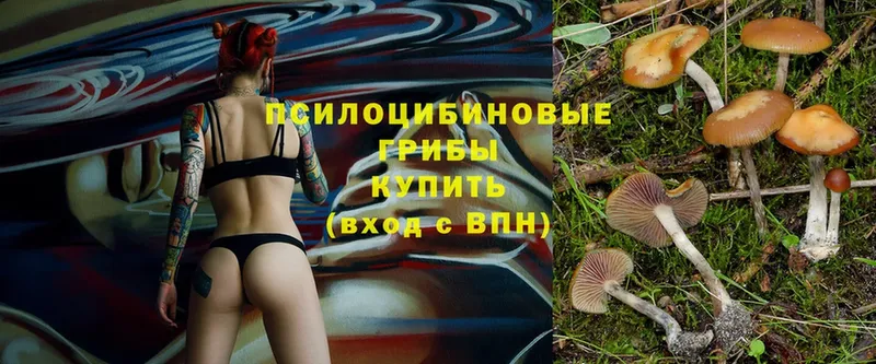 купить наркоту  Истра  Галлюциногенные грибы Cubensis 