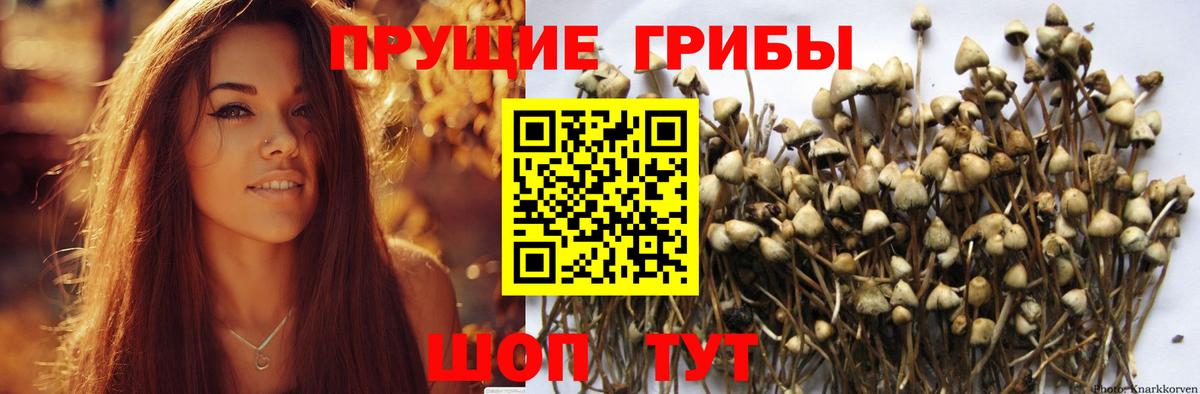 Галлюциногенные грибы Psilocybe  купить наркотик  Галлюциногенные грибы мицелий  Истра 